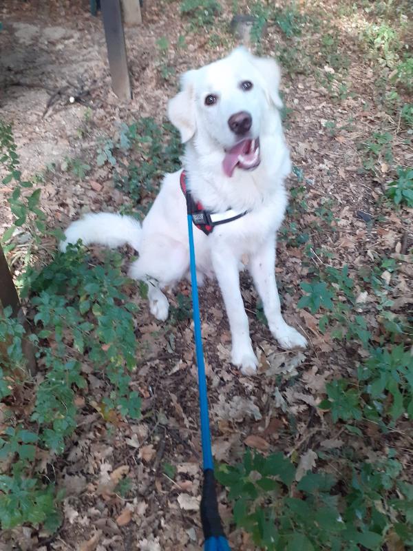 Yoghy Splendido Cucciolotto Simil Maremmano Cerca Famiglia Foto 4